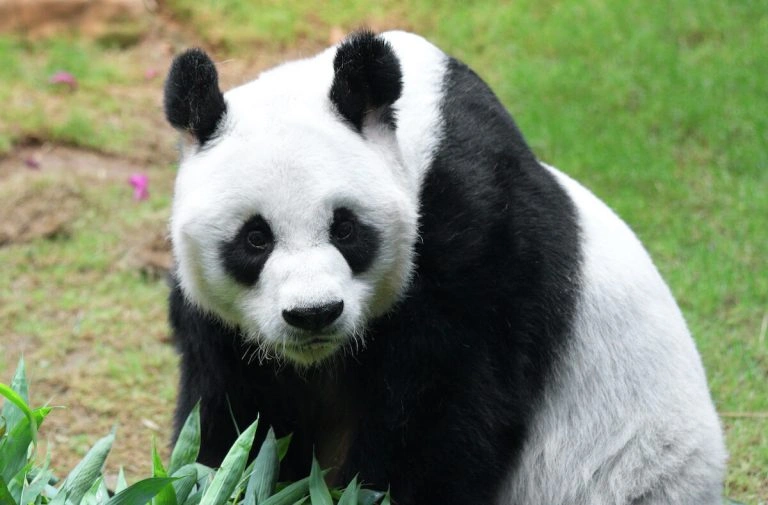 Paling ernstiger bedreigd dan de reuzenpanda?